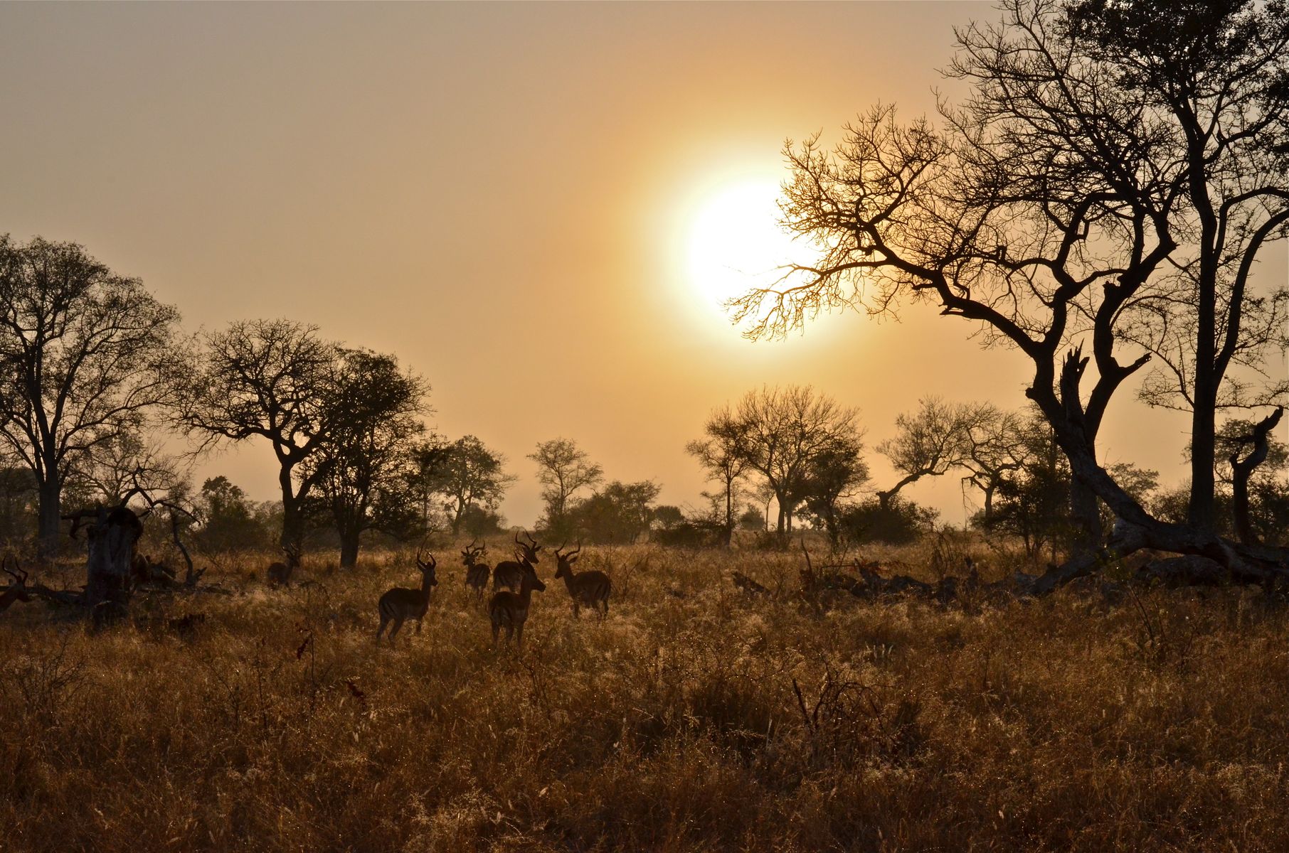 botswana