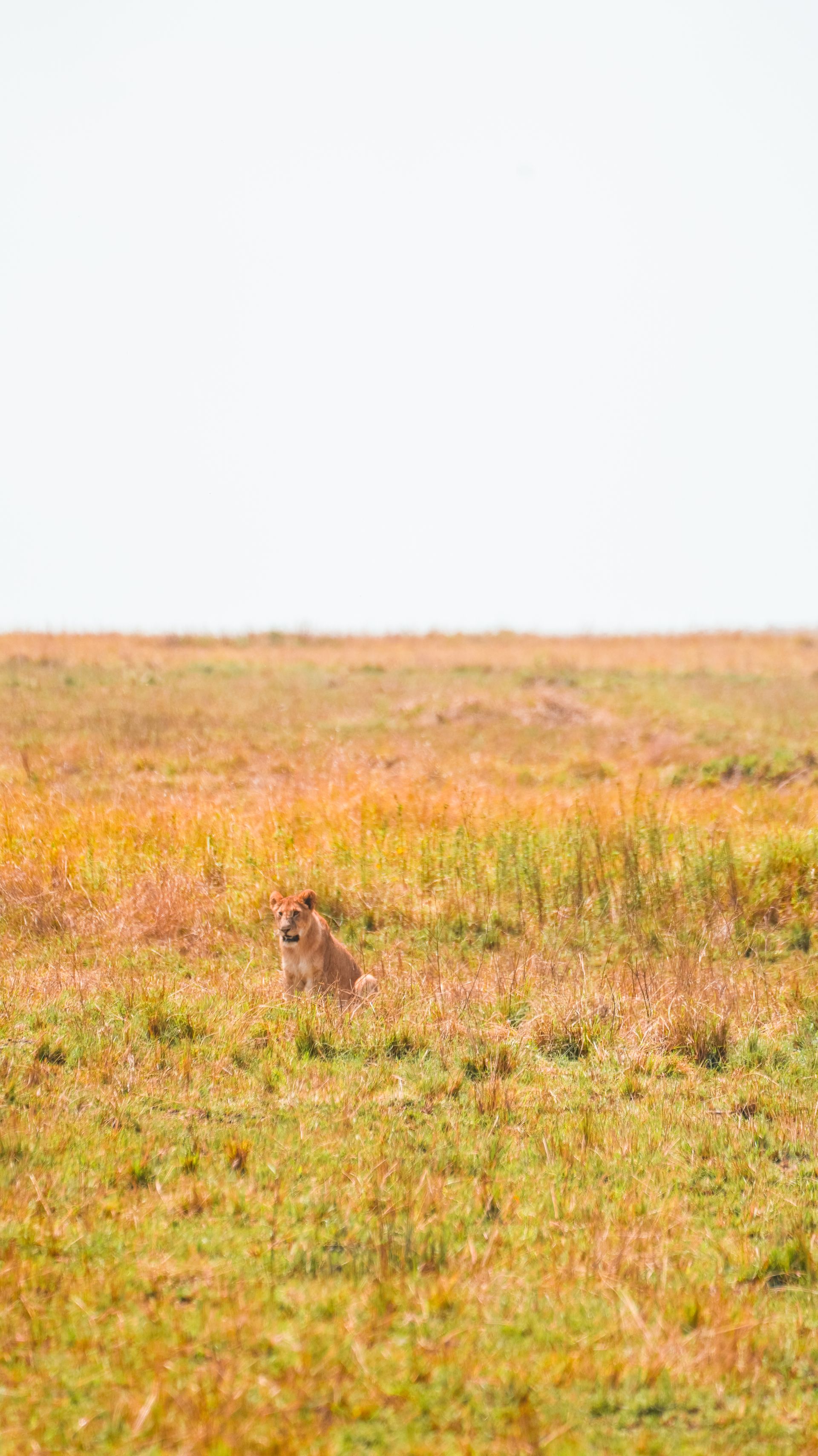 kenya