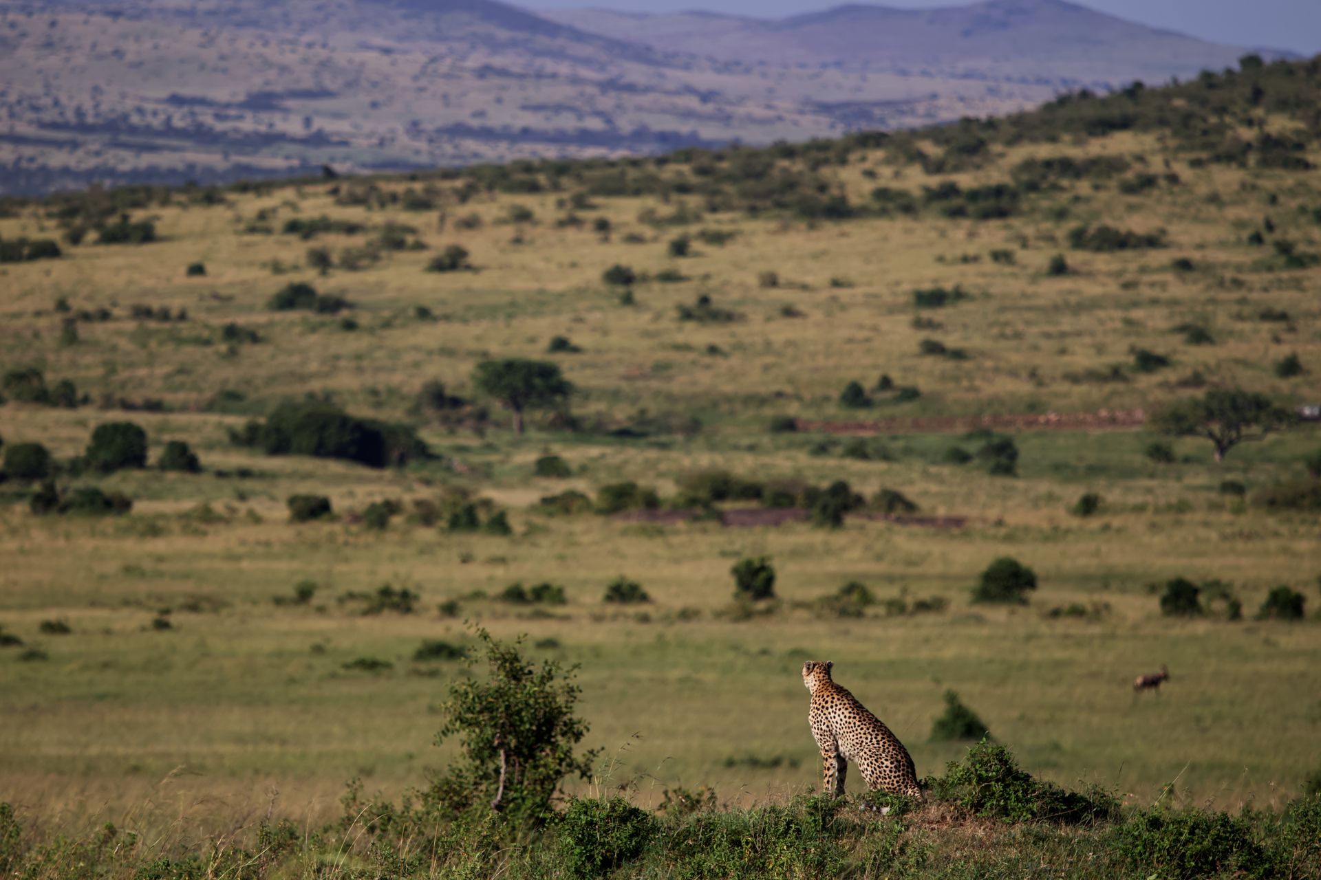 kenya