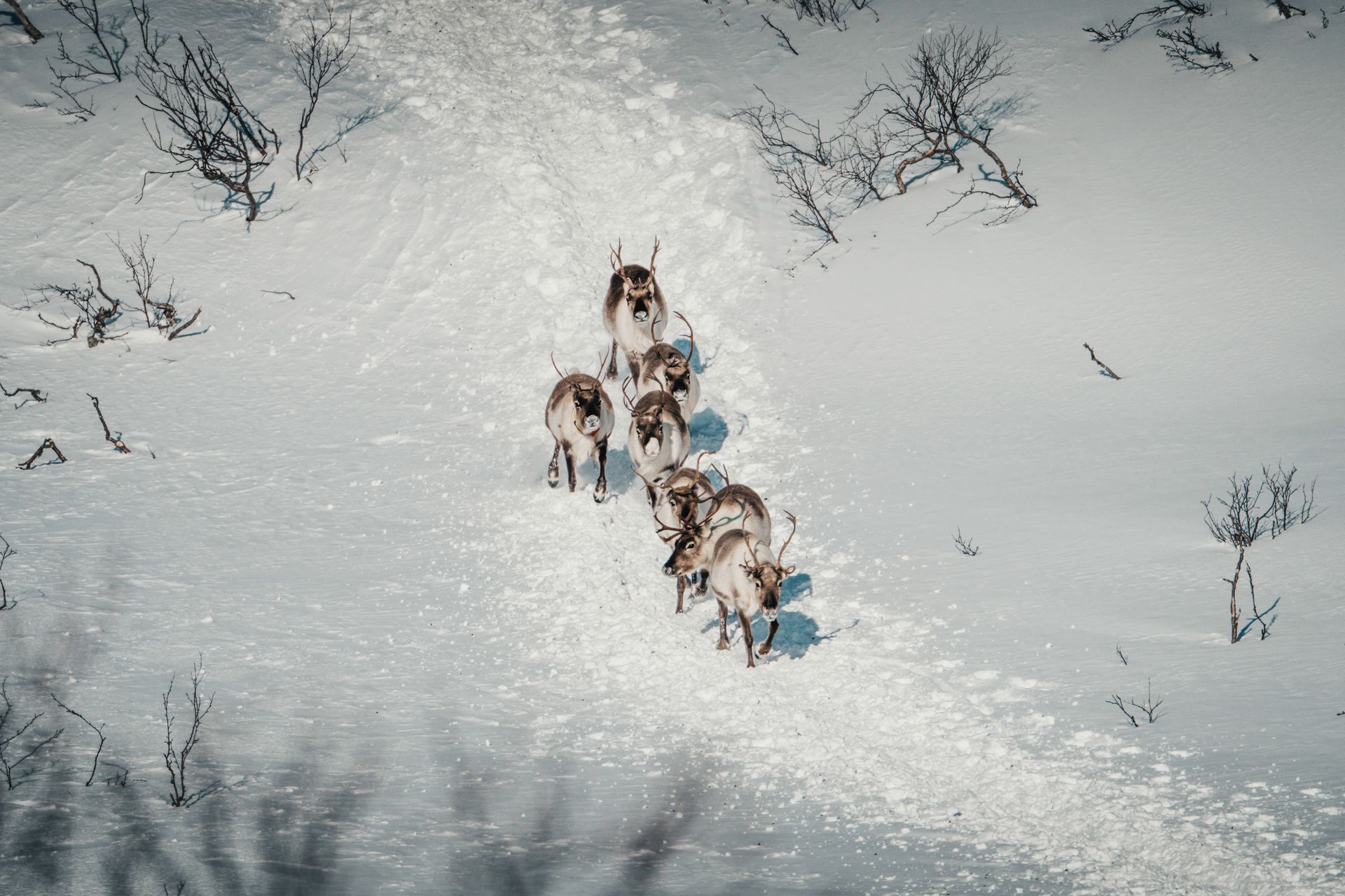 lapland