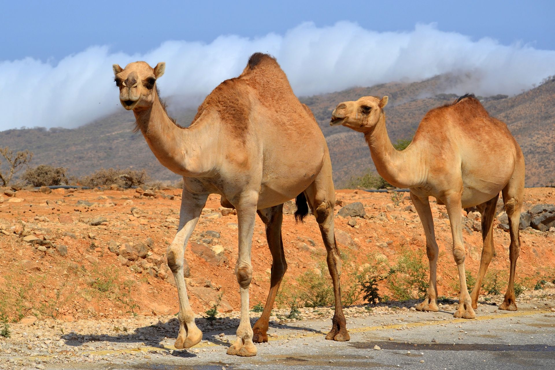 oman