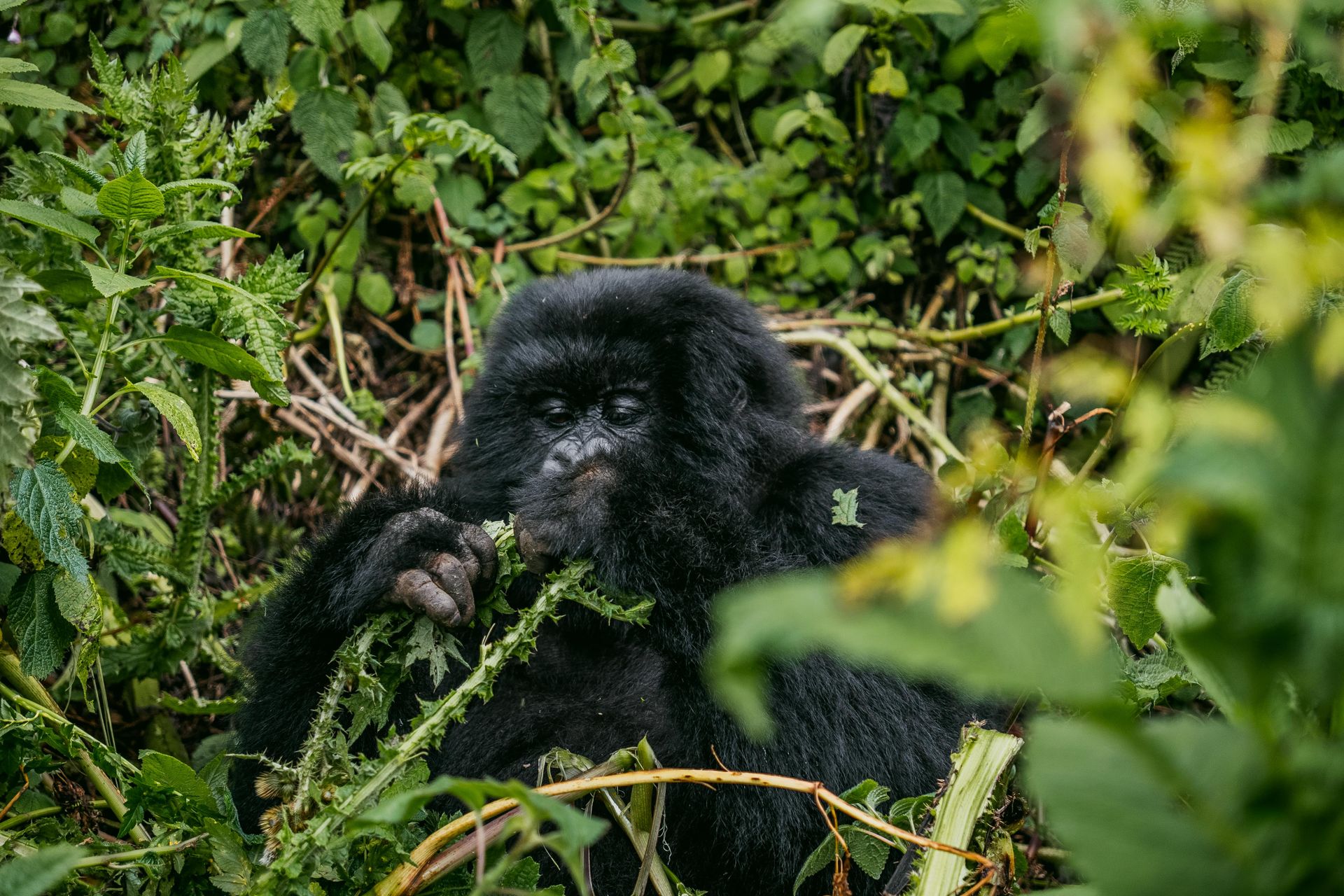 rwanda